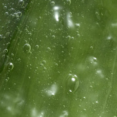 Feminelle Soothing Intimate Wash with Aloe Vera 300 ML